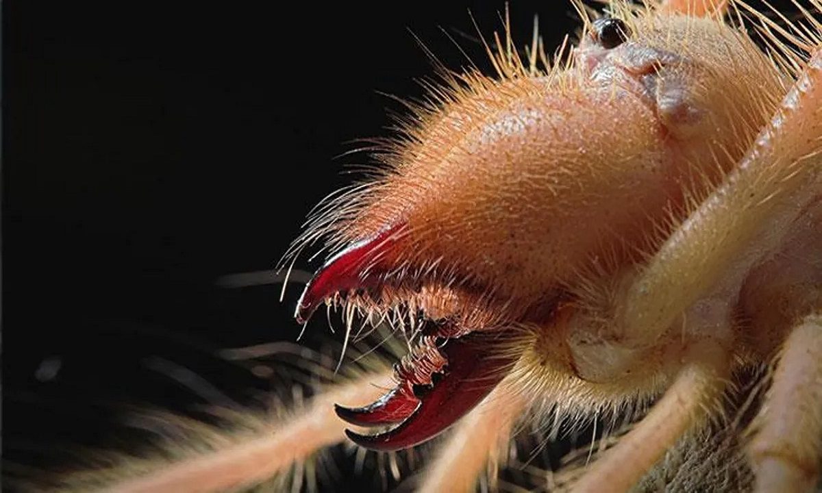 Toυρκία: Τρόμος από την κίτρινη αράχνη που πηδά και τρώει ανθρώπινο κρέας