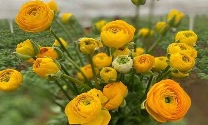 Νεραγκούλα: Το ελληνικό λουλούδι που αξίζει χρυσάφι το ξέρουμε από την αρχαία Ελλάδα όμως οι Τούρκοι προσπαθούν να το κλέψουν