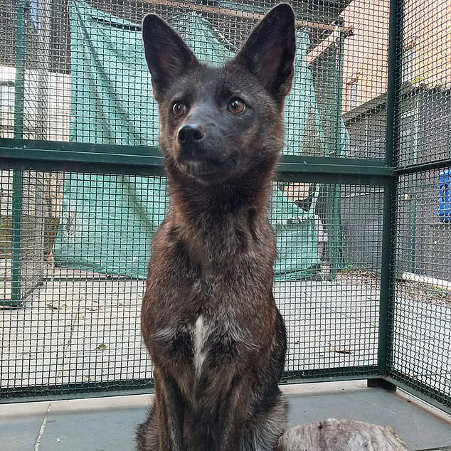 Το "Dogxit" ένα υβρίδιο αλεπούς-σκύλου ανακαλύφθηκε στη Βραζιλία
