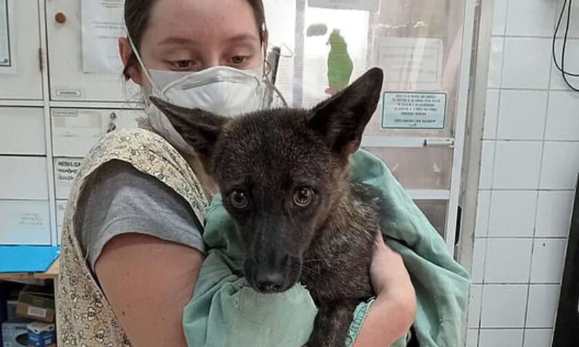 Το πρώτο υβρίδιο αλεπούς-σκύλου στον κόσμο βρέθηκε στη Βραζιλία