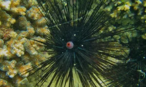 Αχινός με μακριά αγκάθια απειλεί το Αιγαίο και τη Μεσόγειο