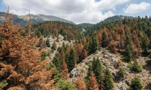 Τα φλοιοφάγα έντομα, και συγκεκριμένα η οικογένεια των Scolytinae (σκολύτες), έχουν βρει το ιδανικό περιβάλλον για να πολλαπλασιαστούν ανεξέλεγκτα